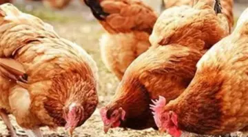 للمستهلك والتجار.. قائمة شاملة بأسعار الفراخ والبط والساسو اليوم بالأسواق